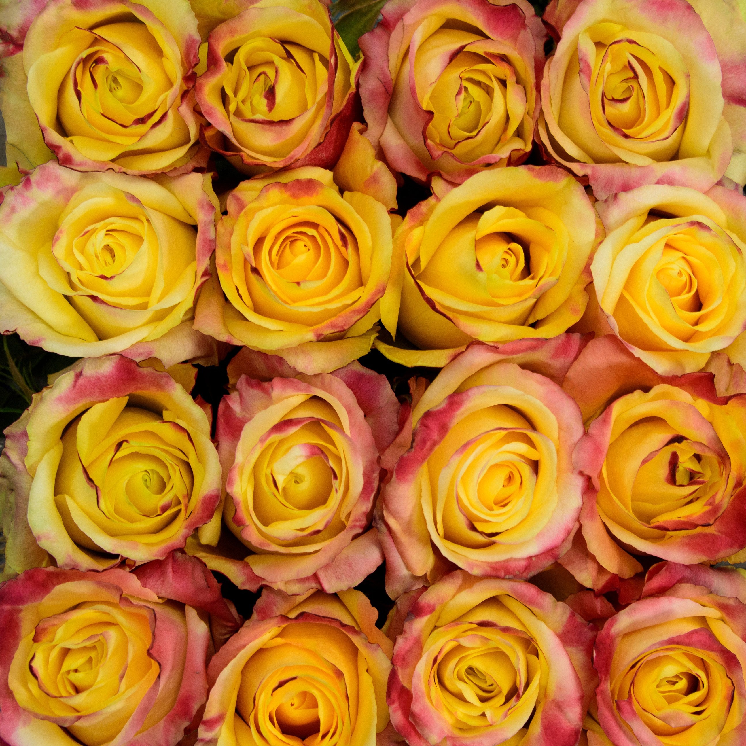1 Single Girasol