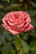 1 Single Rose