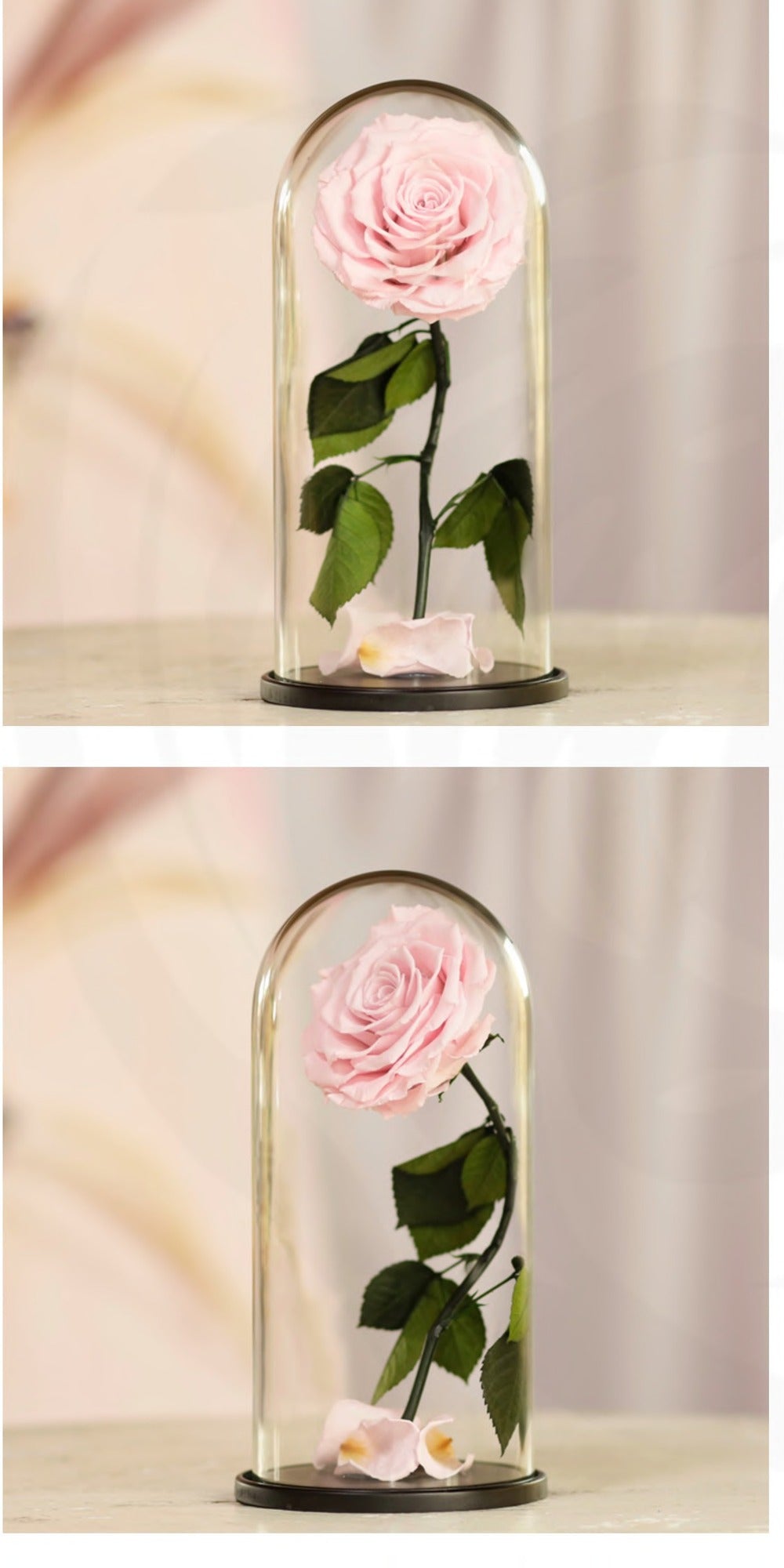 Dome Aurora · Single Rose, 27 cm