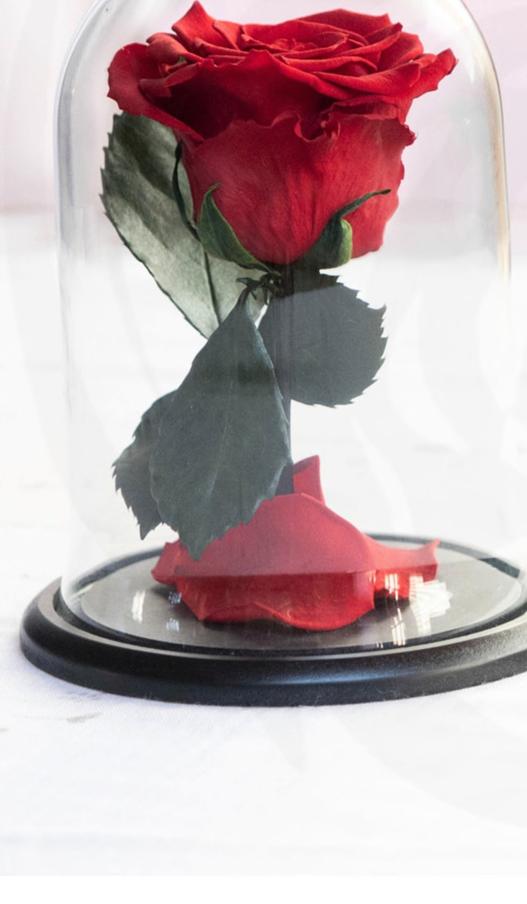 Dome Hanna · Single Rose, 16 cm