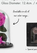 Dome Sofia · Garden Rose, 16 cm