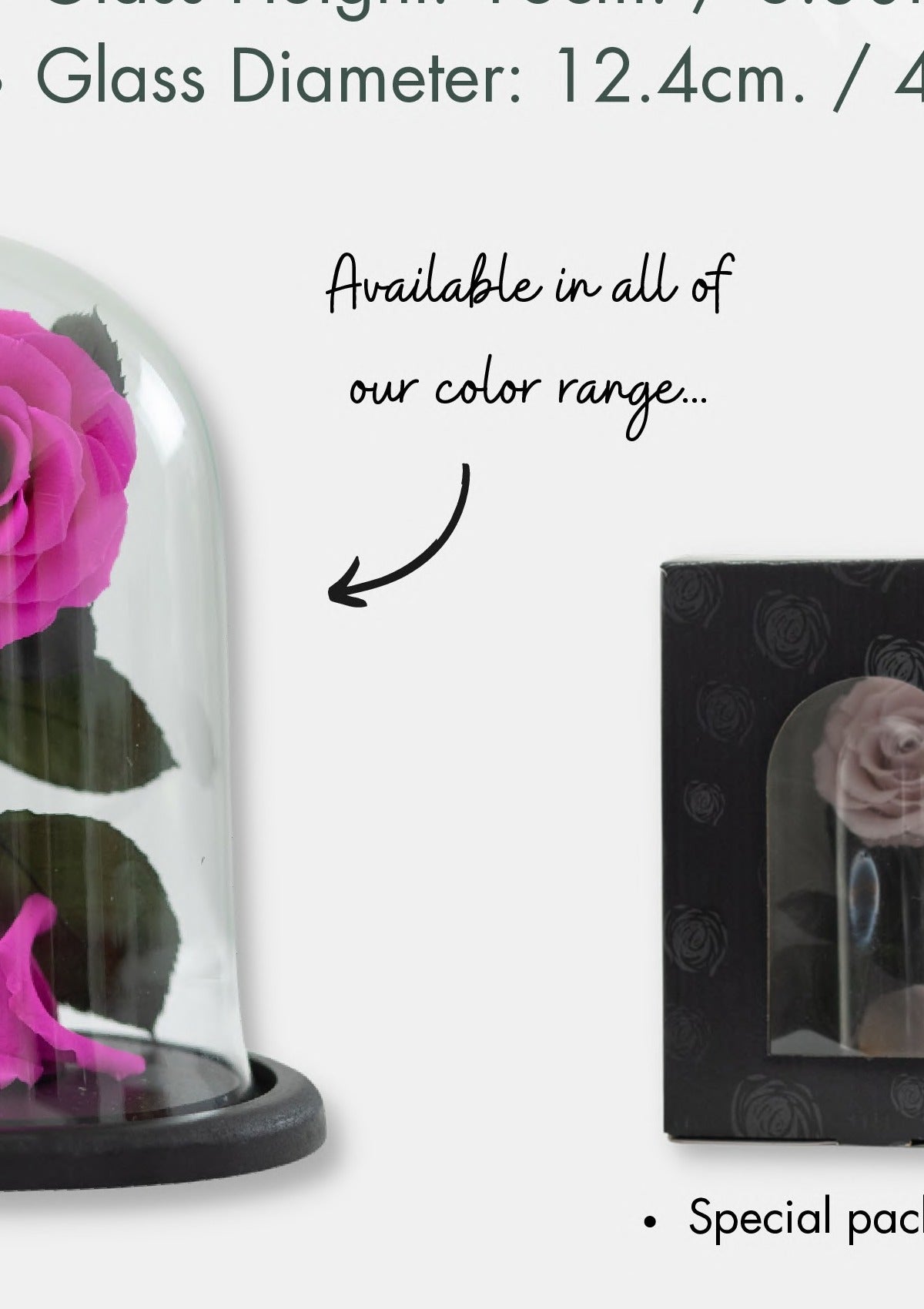 Dome Sofia · Garden Rose, 16 cm