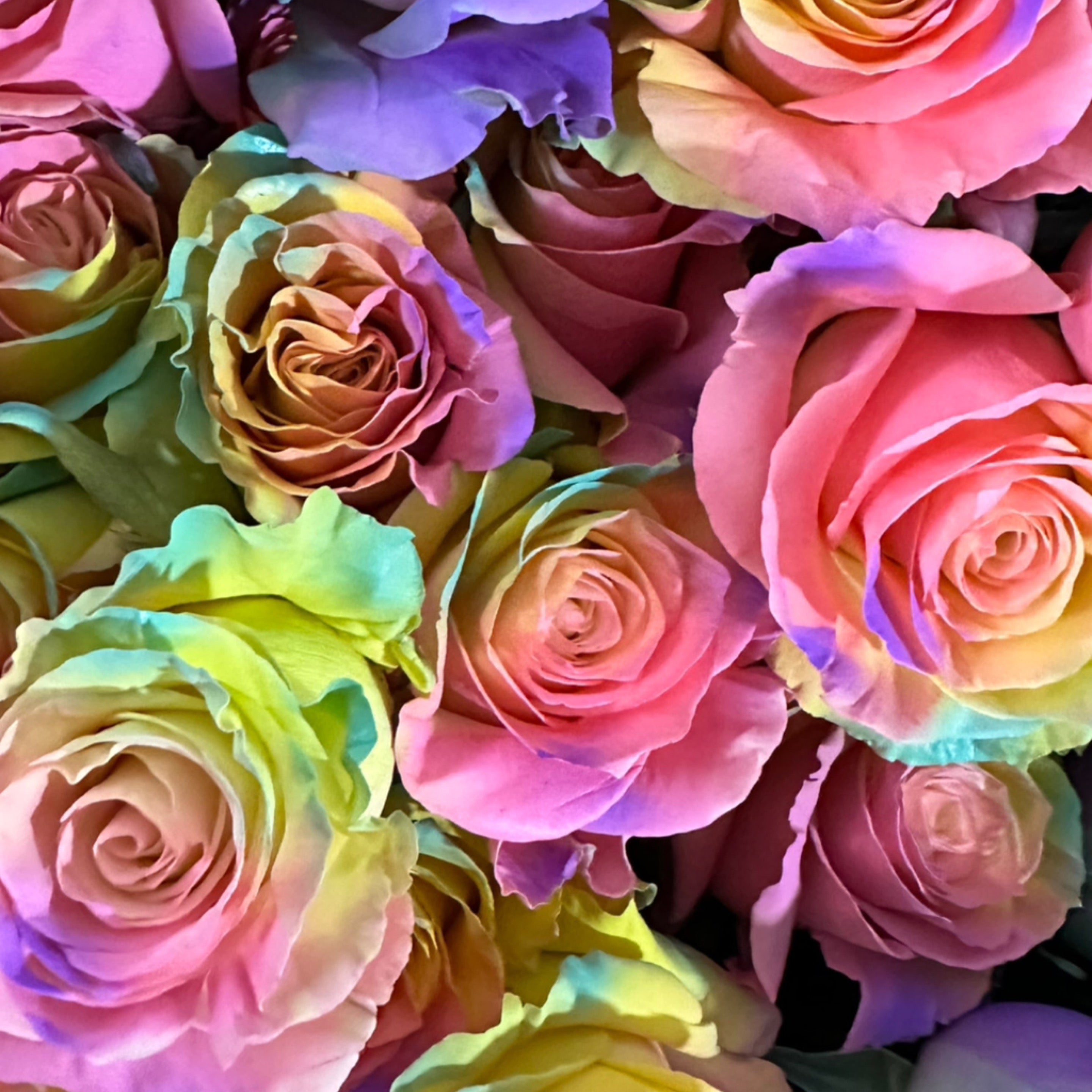 Painted Roses x25