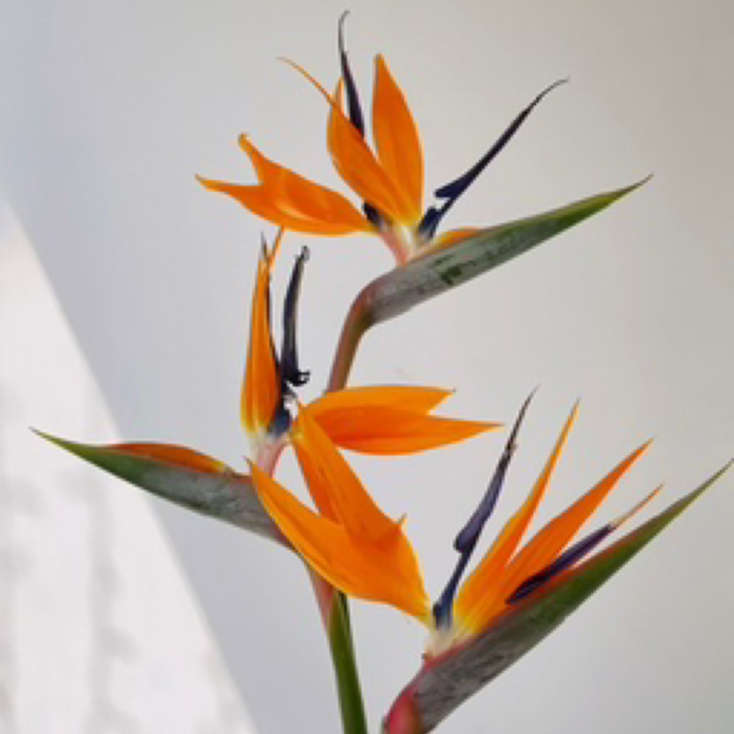 Bird of Paradise x3
