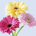 Gerbera