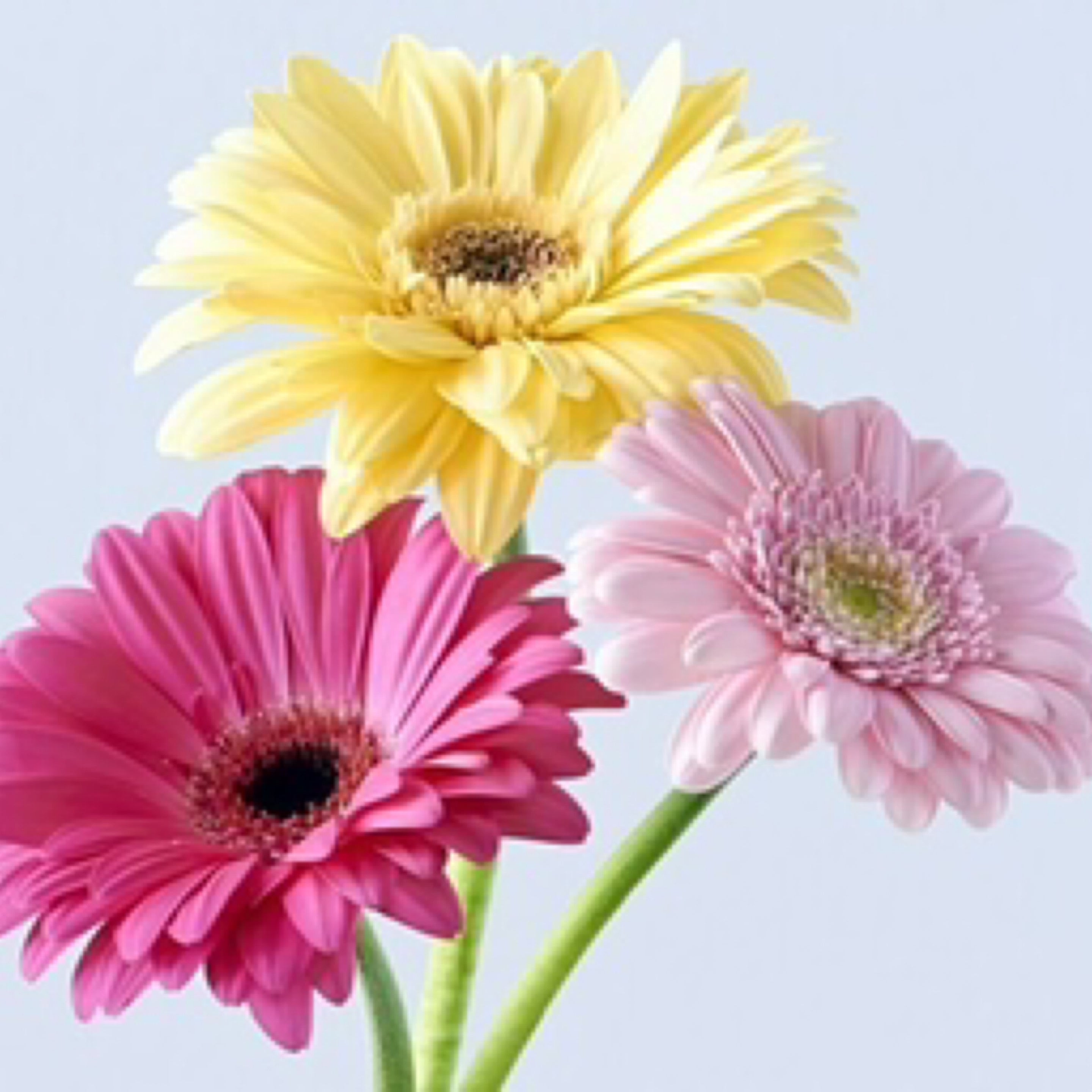 Gerbera