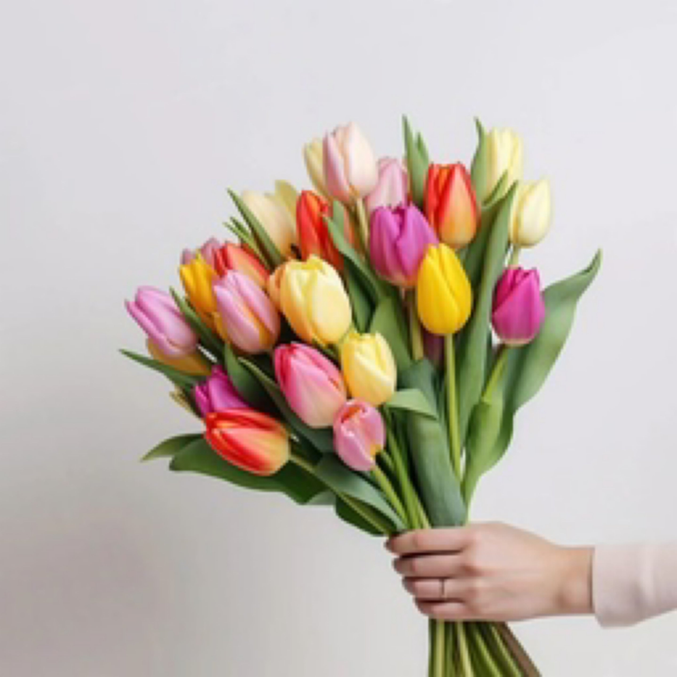 Tulips x10