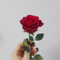 1 Single Rose