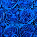 Painted Roses x12