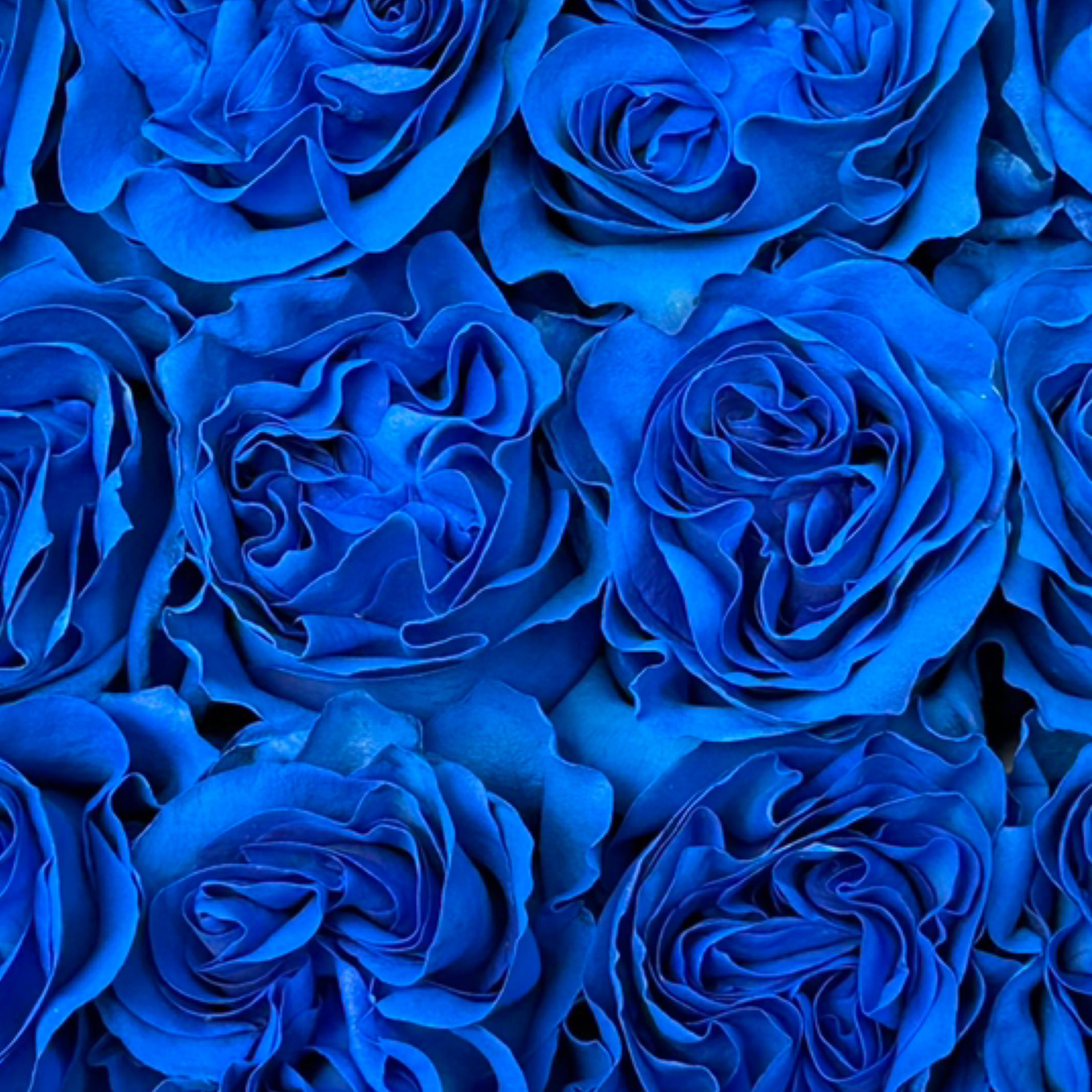 Painted Roses x12