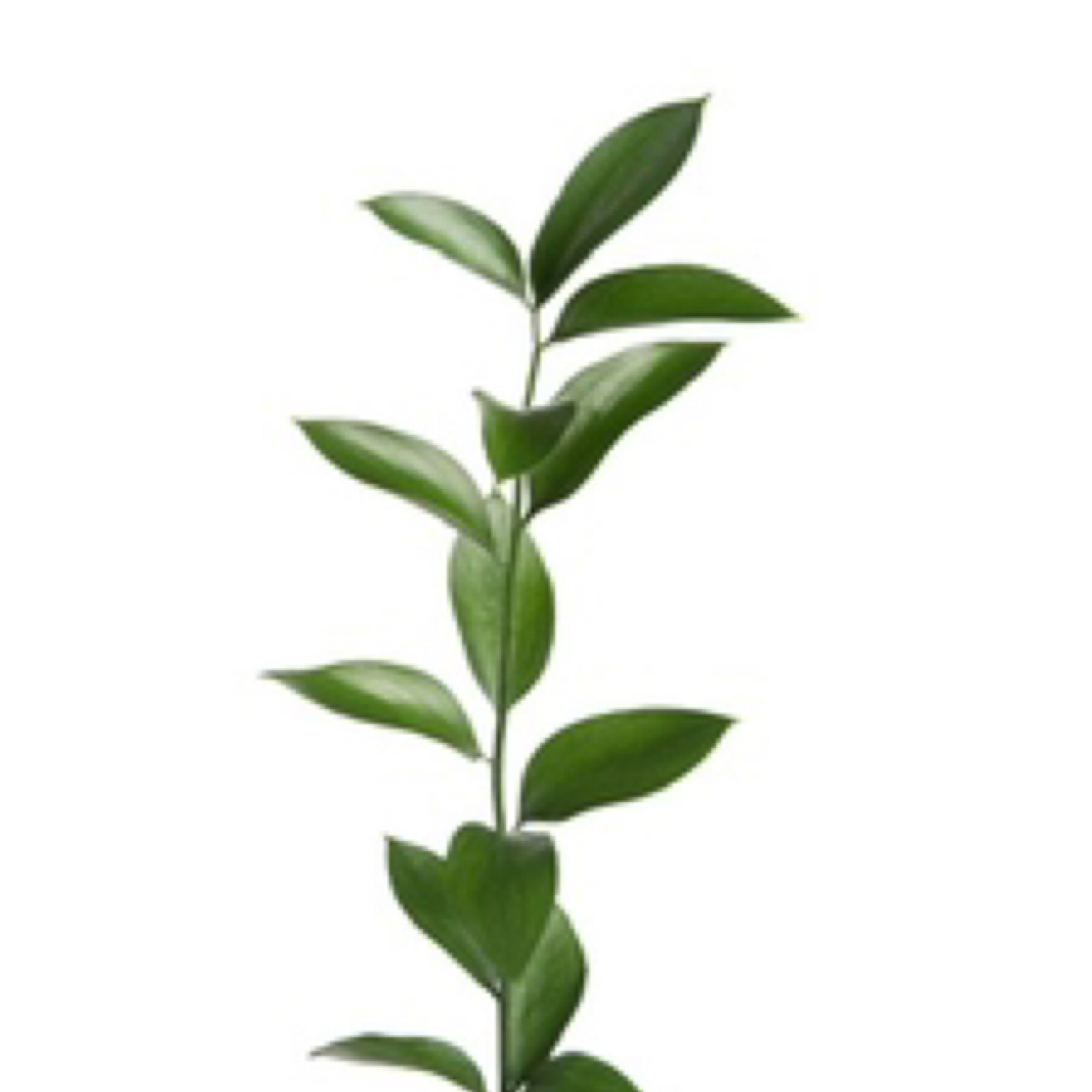 Ruscus