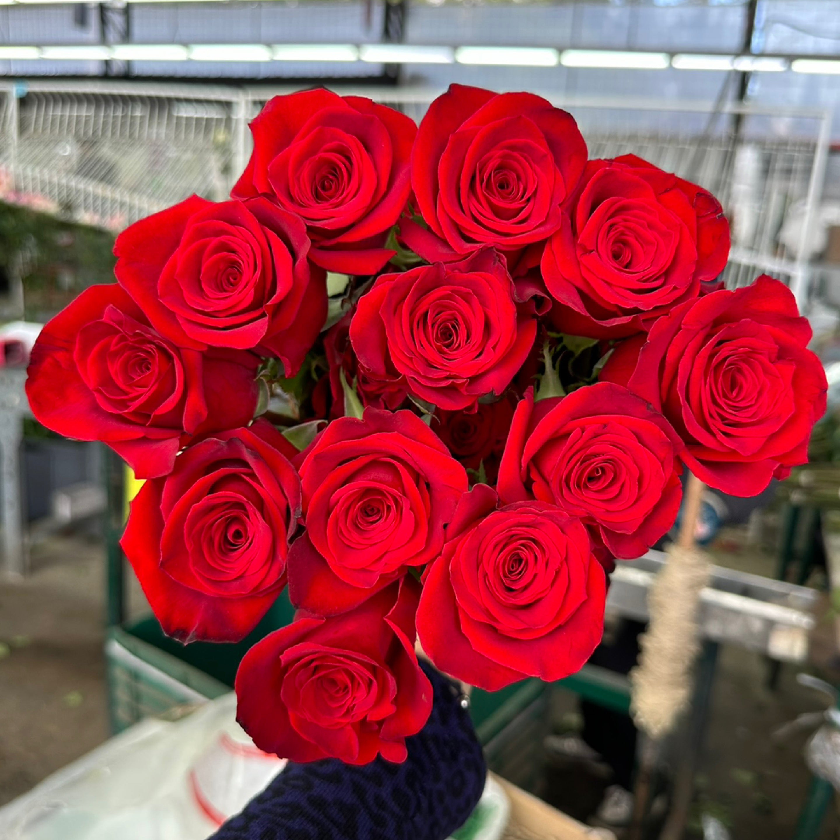 25 Stems Roses