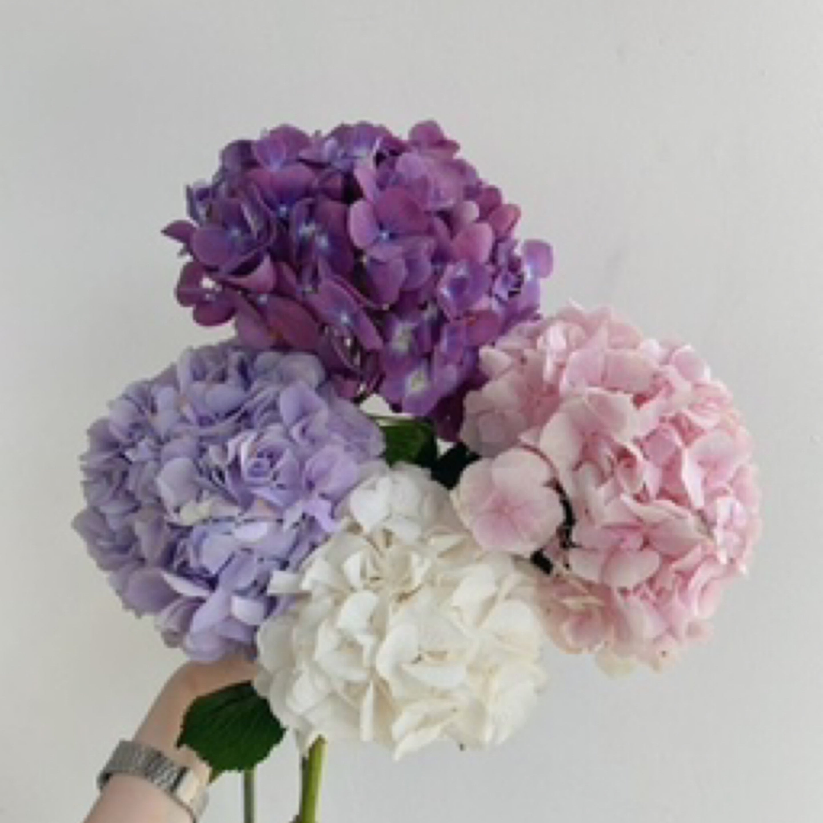 Hydrangeas