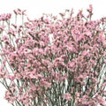 Limonium x10