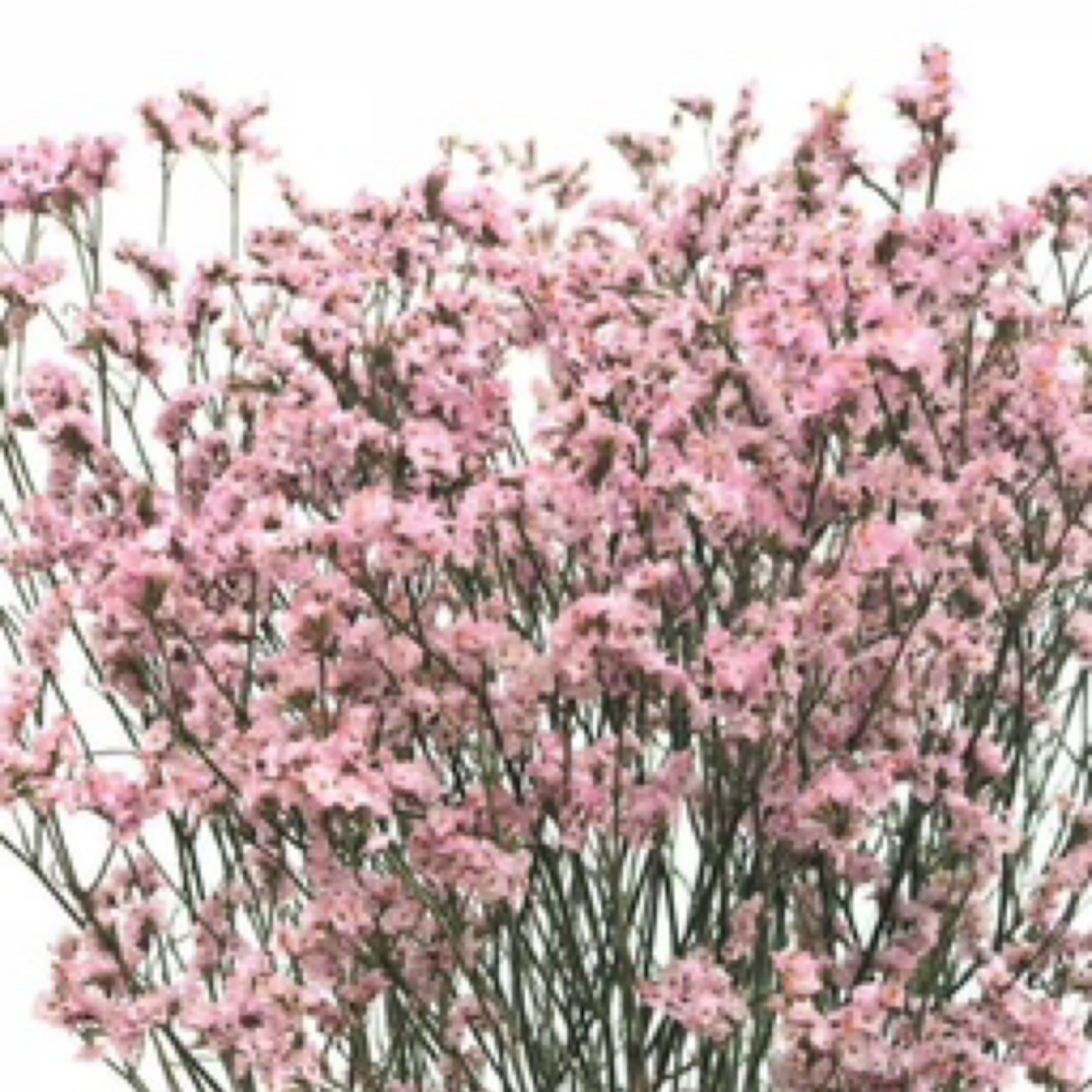 Limonium x10