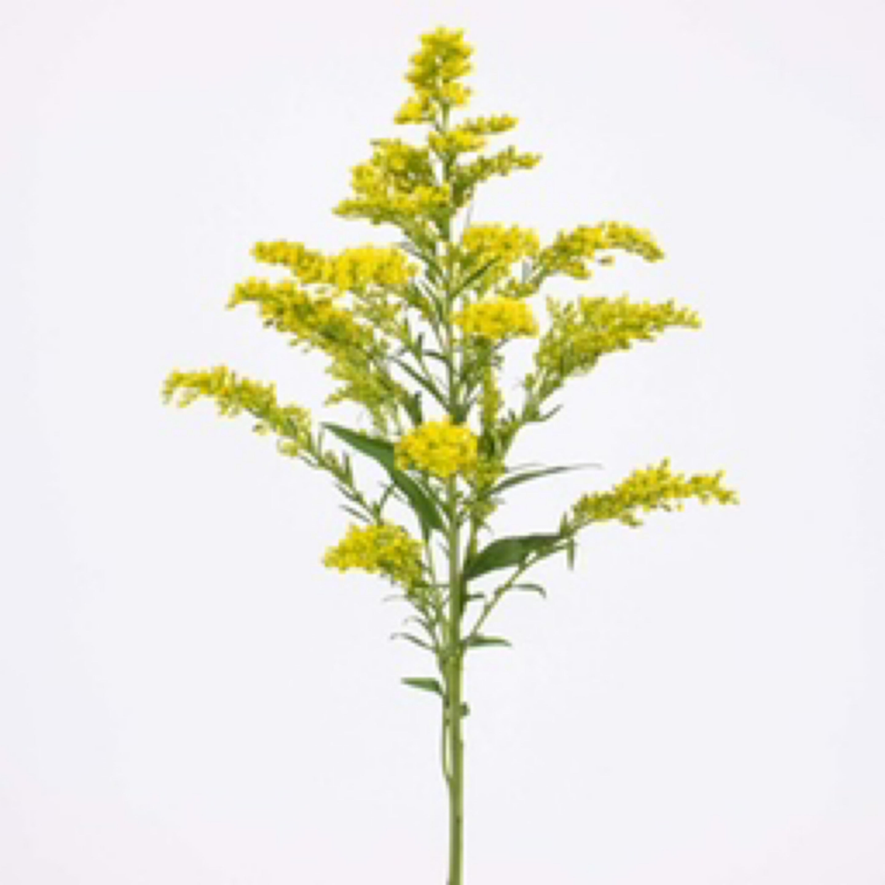 Solidago x10