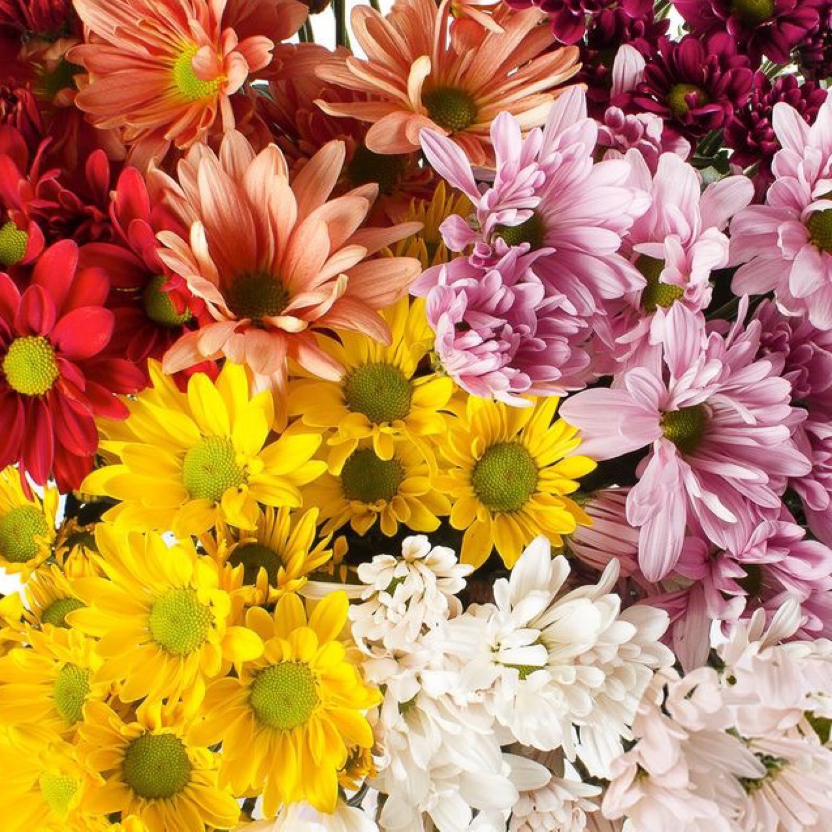 Daisy x7